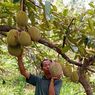 Cuaca Ekstrem Buah Durian Gagal Panen di Gunungkidul