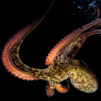 Ilustrasi gurita Sydney (Octopus tetricus)

