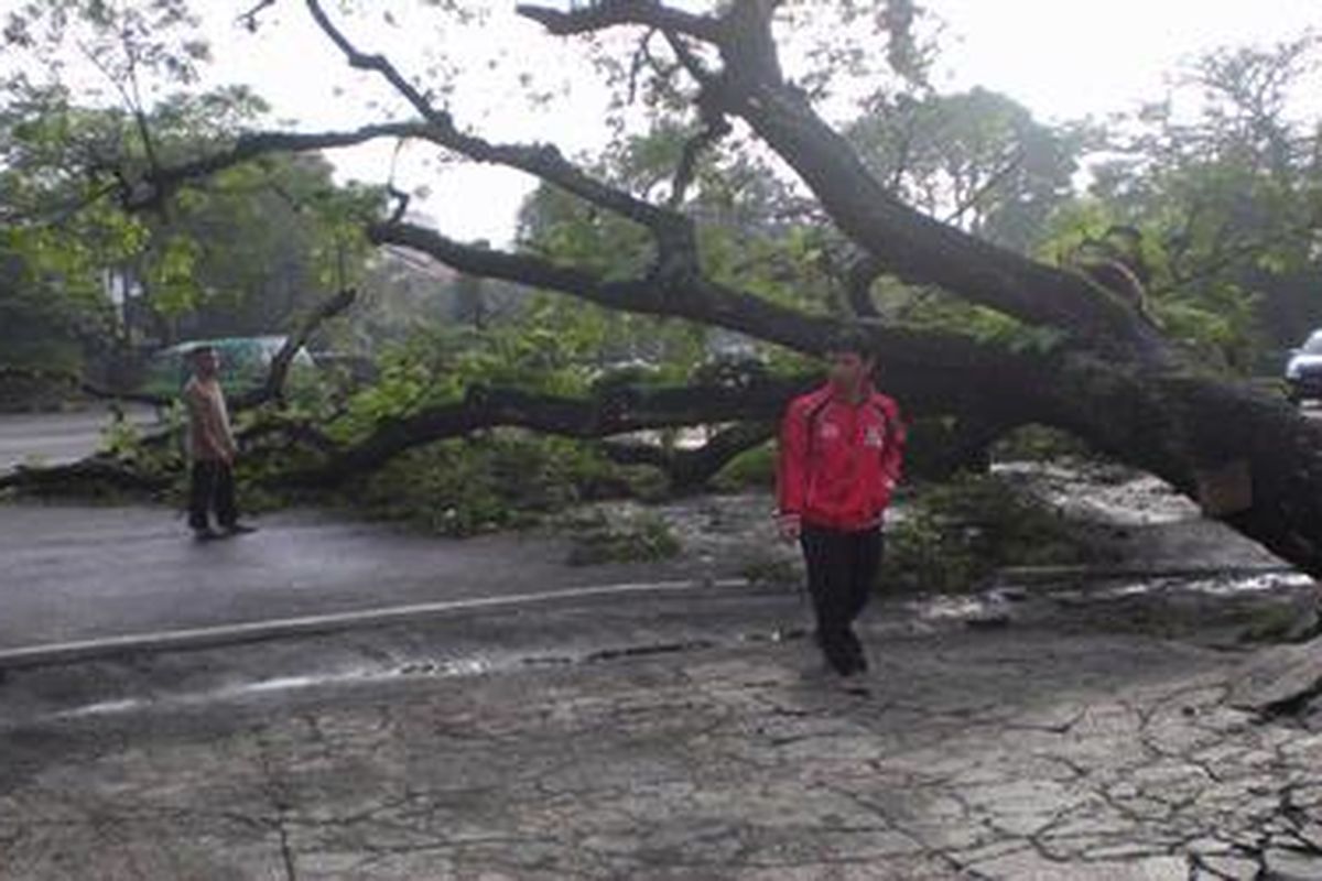 Hujan yang terus mengguyur Cekungan Bandung, Jawa Barat, setiap sore hingga malam, selain menyebabkan banjir di wilayah selatan juga menumbangkan pohon Ki Hujan di depan Masjid Istiqomah, Kota Bandung. 