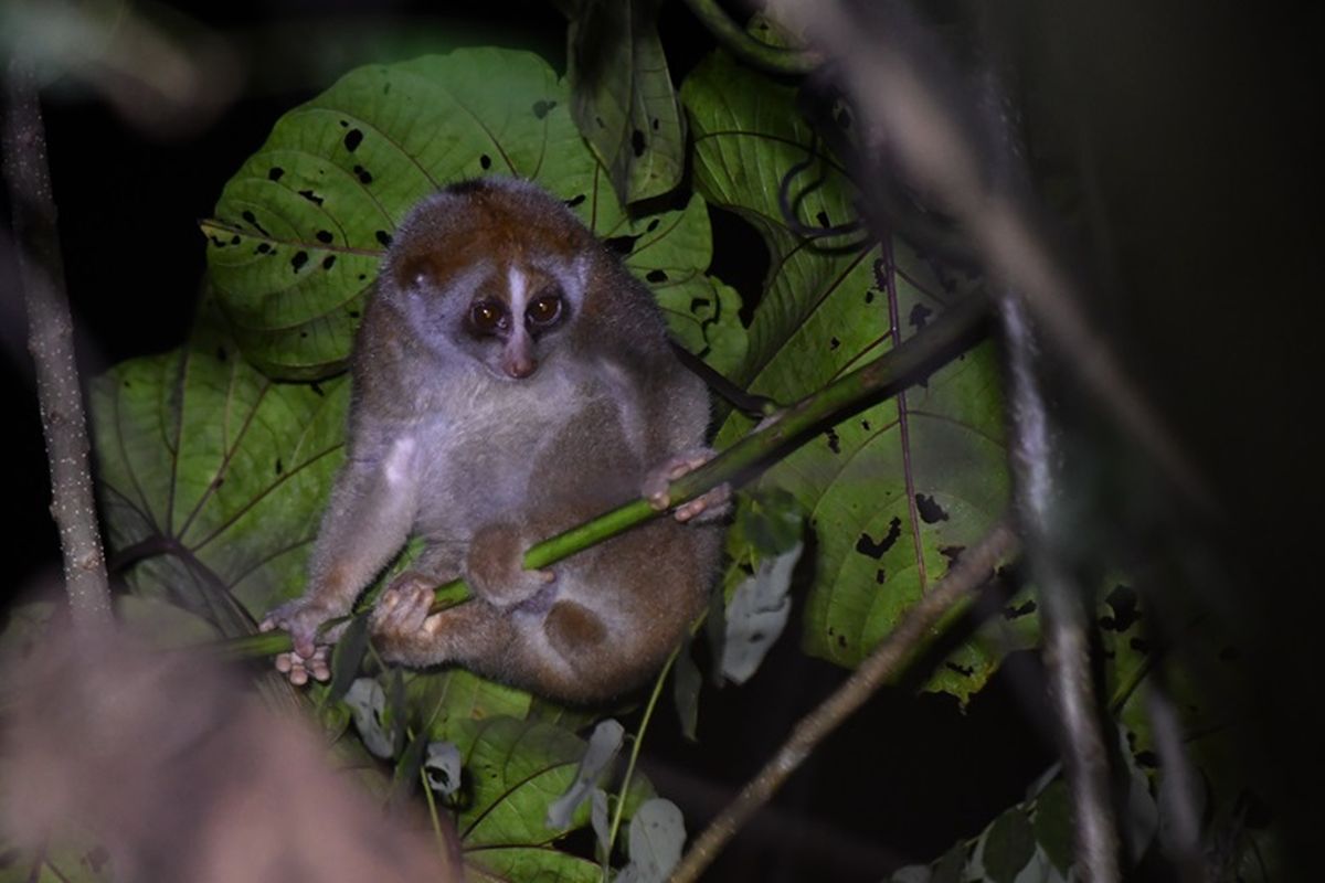 Kukang Kalimantan jadi salah satu satwa langka yang hidup pada Arboretum Busang.