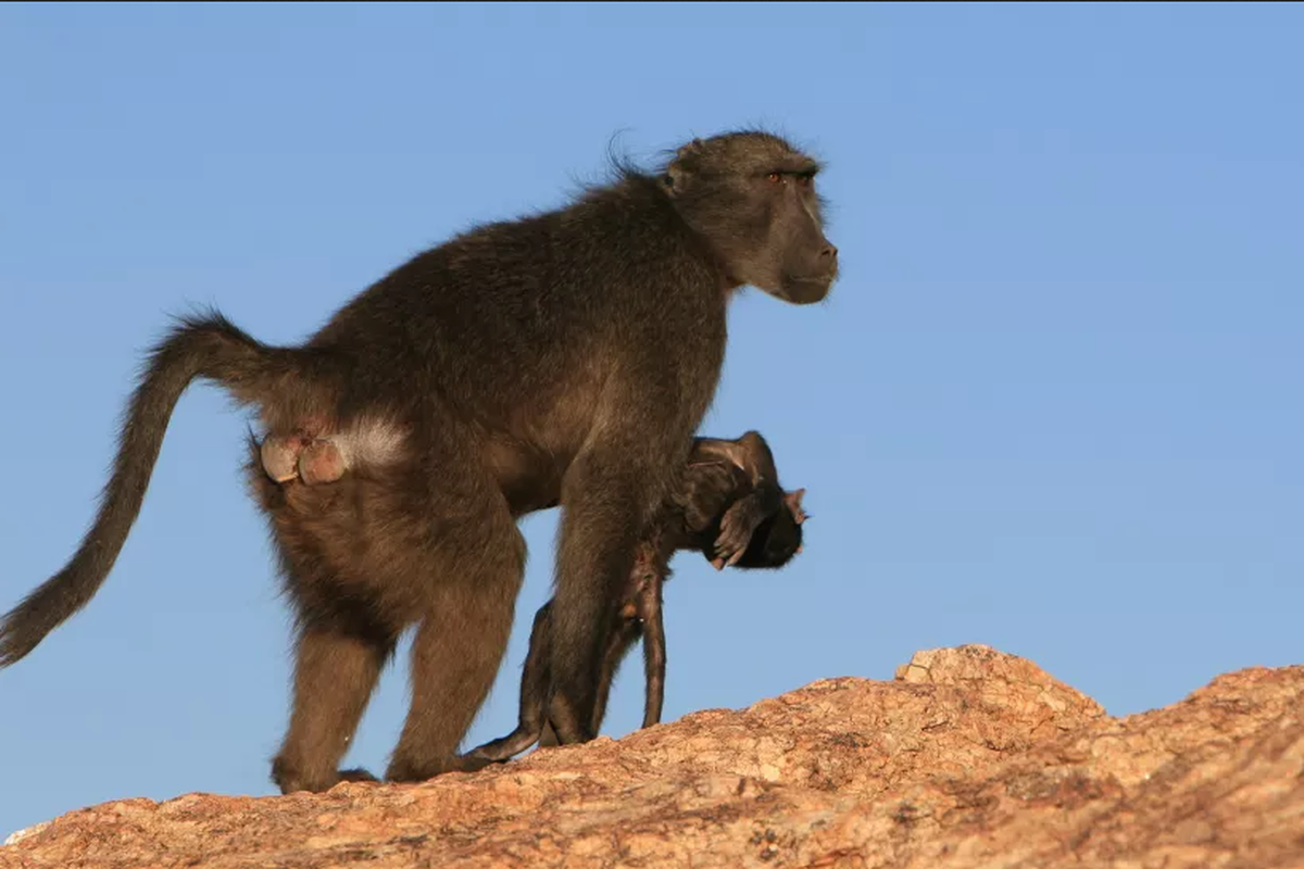 Induk babon di Namibia membawa anaknya yang sudah mati. Perilaku induk kera membawa bayi mereka yang sudah mati selama berminggu-minggu ini kerap terdokumentasikan.