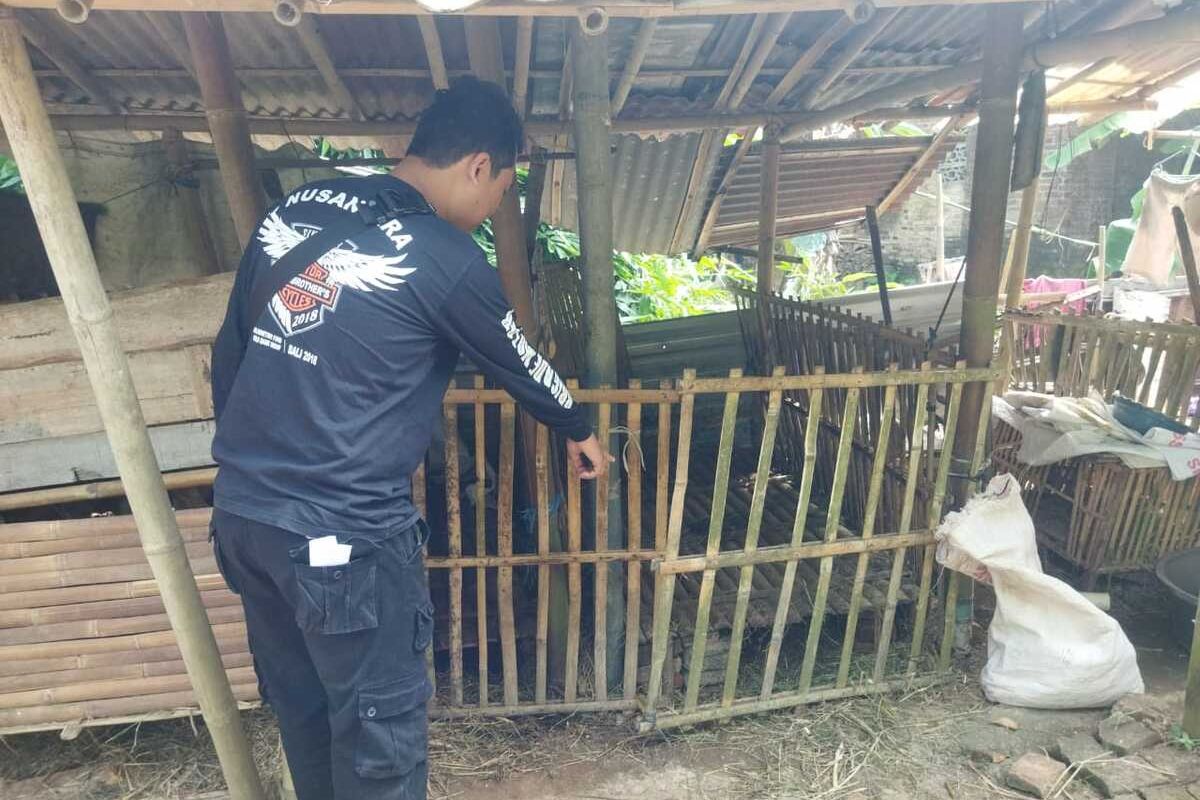 Polisi mengolah TKP pencurian kambing di padukuhan Kempleng II, kalurahan Karangsewu, kapanewon Galur, kabupaten Kulon Progo, Daerah Istimewa Yogyakarta.