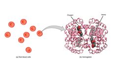 Bagaimana Oksigen Diangkut dalam Darah?