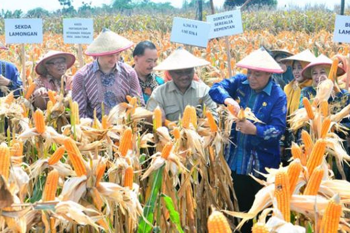 Suasana panen raya jagung di kawasan jagung modern Lamongan, Selasa (24/1/2017).