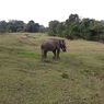 Ancam Habitat Gajah Sumatera, Izin Perusahaan di Bentang Alam Seblat Didesak Dicabut