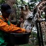 22.000 Pekerja Kebun Binatang Seluruh Indonesia Terancam Kehilangan Pendapatan