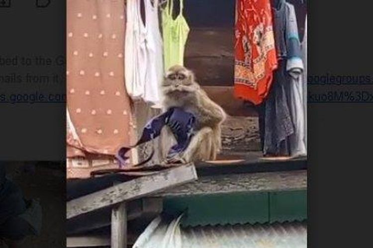 Tertangkap kamera, seekor monyet mengambil pakaian dalam warga Jalan Tembus Mantuil Gang Sartika, Kelurahan Kelayan Selatan, Kecamatan Banjarmasin Selatan, Banjarmasin, Minggu (10/3/2024). Karena meresahkan warga, monyet itu akhirnya ditangkap oleh Tim Animal Rescue Banjarmasin.
