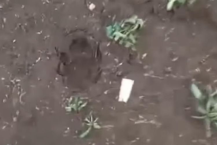 Tangkapan video viral jejak hewan misterius di perkebunan warga Desa Sukajaya, Kecamatan Lembang, Kabupaten Bandung Barat (KBB), Jawa Barat, Jumat (19/9/2025). 
