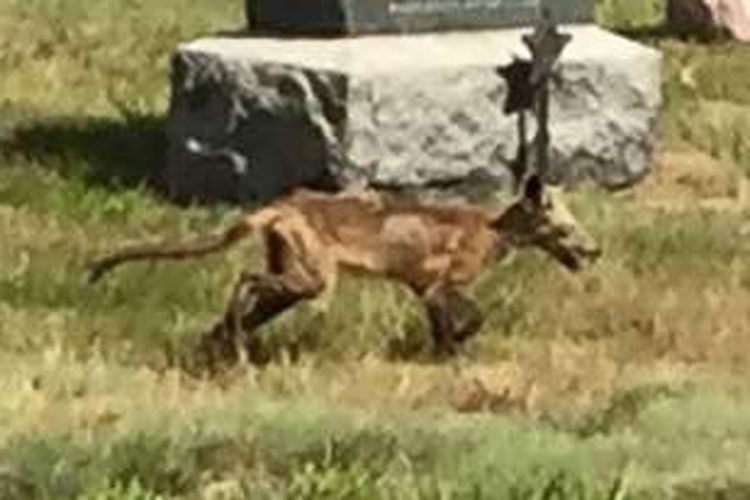 Hewan yang tak teridentifikasi jenisnya tertangkap kamera sedang melintasi sebuah pemakaman di Merrimack, AS.  
