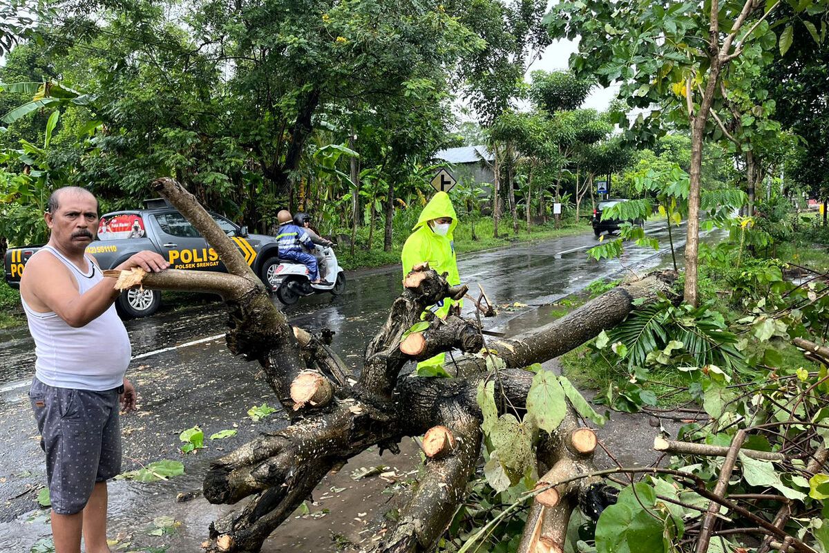 Pohon tumbang di jalan raya Desa Pakisrejo, Kecamatan Srengat, Kabupaten Blitar, yang menimpa seorang pengendara sepeda motor, Jumat (25/3/2022)