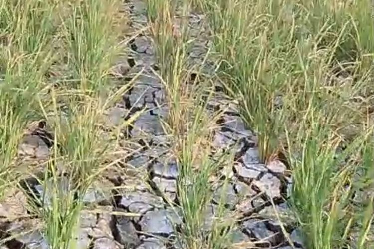 Tanah Retak-retak Kekeringan, Ratusan Hektar Sawah di Pantura Subang Dipastikan Gagal Panen