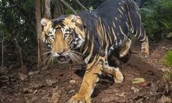 Kisah Harimau di India yang Mengubah Lorengnya