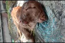 Two-Headed Calf Born on Farm in Indonesia's East Java 