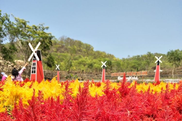 Warna Warni Bunga Celosia Di Gersangnya Pegunungan Karst