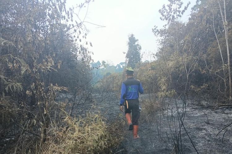 Karhutla di Jambi Tembus 20 Ribu Hektare, Separuhnya di Kawasan Hutan Produksi