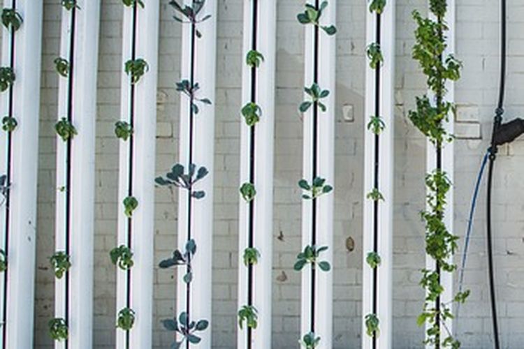 Ilustrasi budidaya tanaman sistem vertikultur