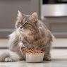 5 Penyebab Umum Kucing Tidak Menghabiskan Makanannya