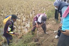 12.000 Tikus Berkeliaran di Karawang, Ini Upaya Pemda untuk Mengatasinya