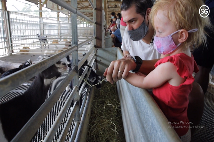 Di Hay Dairies pengunjung bisa memberi makan kambing-kambing di peternakan (Dok. VisitSingapore)