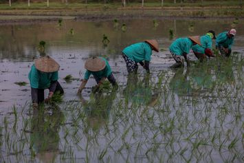 Pemprov Jatim Gandeng PT Maxxi Tani Percepat Penanaman Padi