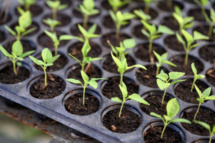 Ilustrasi bibit cabai