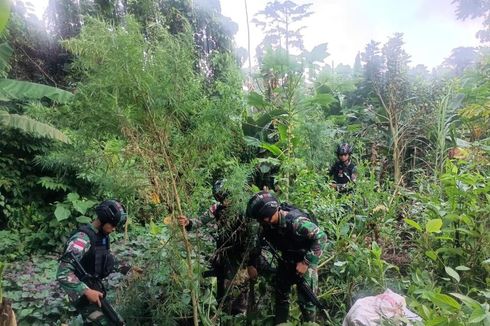 Polisi Usut Kepemilikan Lahan Ganja Seluas 400 Meter Persegi di Keerom Papua