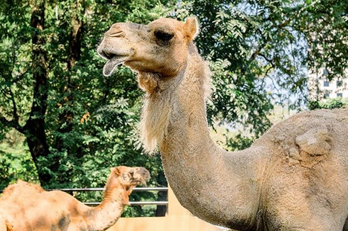 Bantu Pakan Satwa, Jurug Zoo Solo Buka Kembali Program Adopsi Satwa