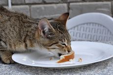 11 Makanan Manusia yang Aman Dikonsumsi Kucing