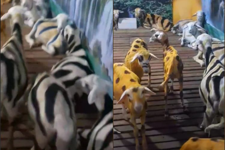 Tangkapan layar video kambing yang dicat mirip hewan kebun binatang di Situbondo.