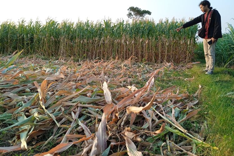 Bekas jagung siap panen yang digondol maling di Dusun Mindi, Desa Kelutan, Kecamatan Ngronggot, Kabupaten Nganjuk, Jawa Timur, Rabu (14/8/2024).