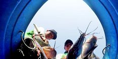 KKP Melalui BRSDM Kembangkan Budidaya Ikan Lele Mutiara
