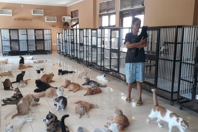 Tuti Supriapti (45) bersama kucing-kucing peliharaannya di Jalan By Pass Ngurah Rai No. 26 A, Denpasar, Bali 