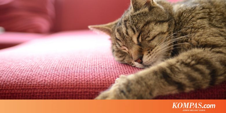 Jangan Biasakan Kucing Tidur Di Kasur Anda Halaman All Kompas Com