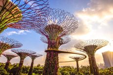 Ada Karpet Bunga Raksasa di Singapura, Terinspirasi dari Batik