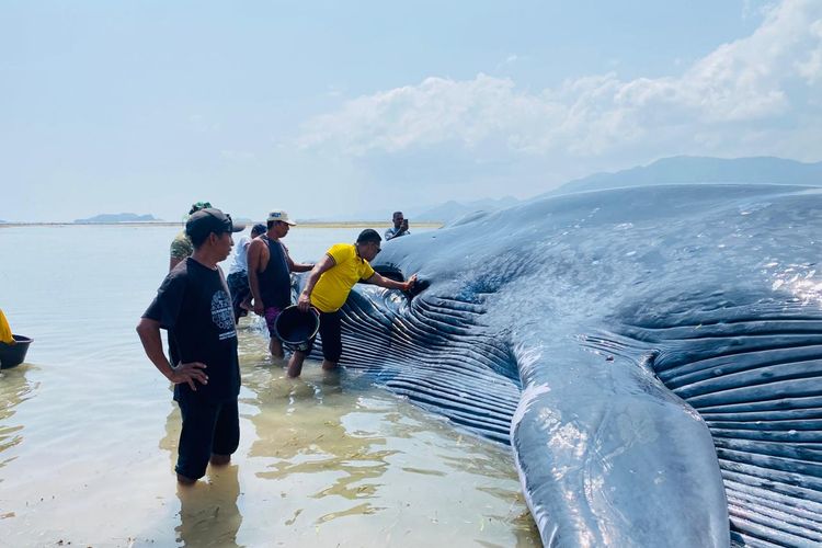 Ikan Paus Sepanjang 25 Meter Terdampar di Laut Riung NTT