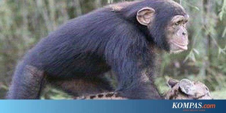 Komentar Berita Simpanse Juga Bisa Memahami Bahasa