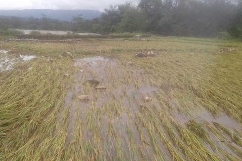 Banjir Rusak Ratusan Hektar Sawah di Bengkulu, Disebabkan Alih Fungsi Lahan Jadi Perkebunan Sawit