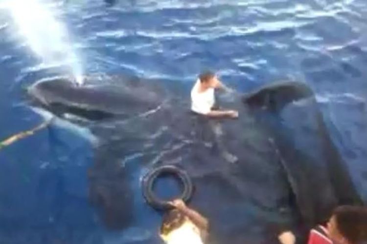 Paus pembunuh (Orca) yang tersangkut jaring dibebaskan para nelayan. Mereka menghormati satwa ini sesuai kepercayaan yang dianut agar keluarga mereka selamat