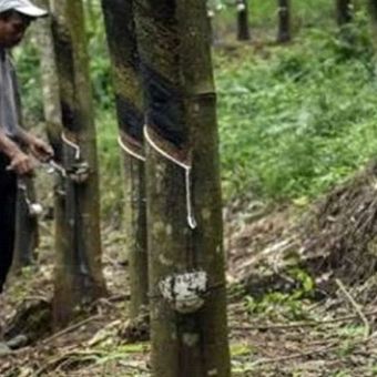 Pembelian dari petani karet untuk mendukung perbaikan ekonomi nasional. 