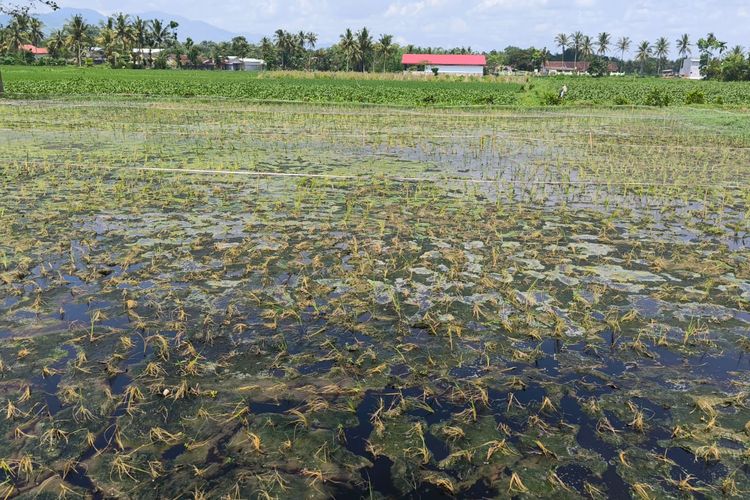 Diduga Tercemar Limbah, Produksi Padi Jember Turun 80 Persen