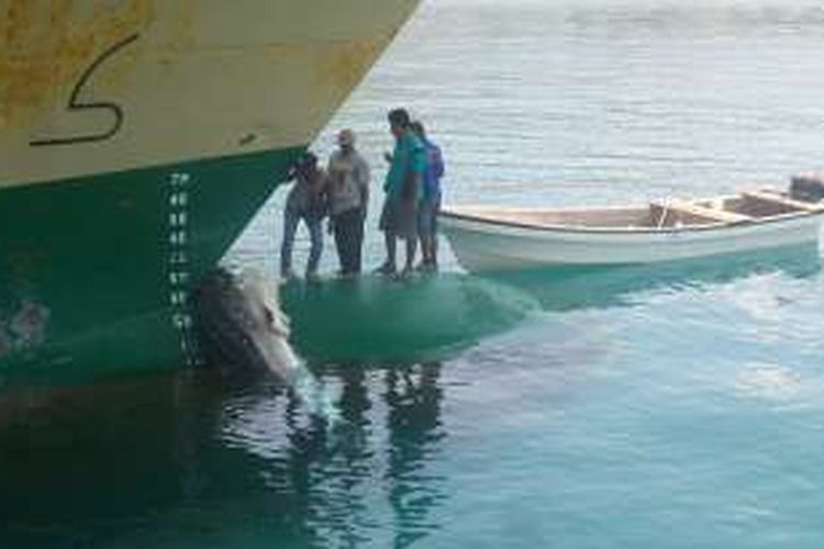 Tampak warga memantau bangkai hiu paus di Pelabuhan Jayapura