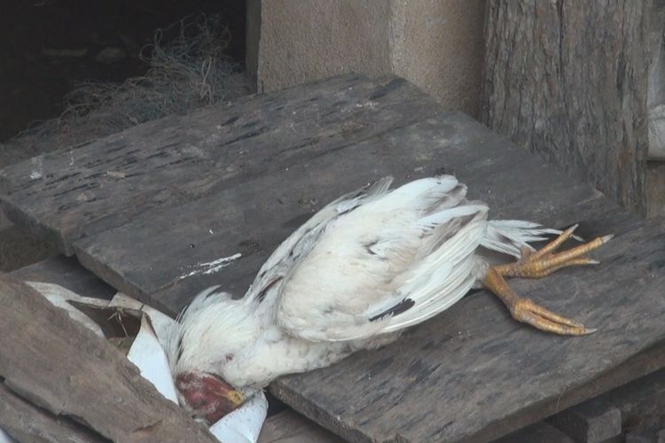 Ayam yang mati setelah terkena cairan kimia yang tumpah setelah truk tangki yang mengangkutnya terbalik di Desa Sakatiga Indralaya Ogan Ilir