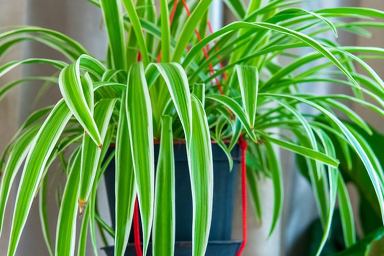 Ilustrasi tanaman hias spider plant atau lili paris di pot gantung. 