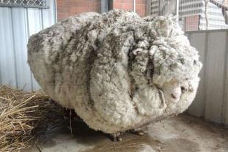 Chris, si domba gondrong akhirnya dicukur. Bobot bulunya mencapai lebih dari 40 kilogram.