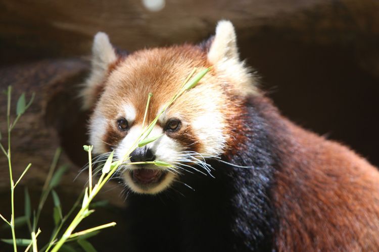 Seekor panda merah (Ailurus fulgens) asal China diperlihatkan di Istana Panda Indonesia, Taman Safari Indonesia Bogor, Jawa Barat, Rabu (1/11/2017). Binatang langka berbulu merah  ini daerah persebarannya berada di Asia Tengah dan juga ditemukan di hutan pegunungan himalaya, Bhutan, India, Laos, Myanmar, dan Nepal.