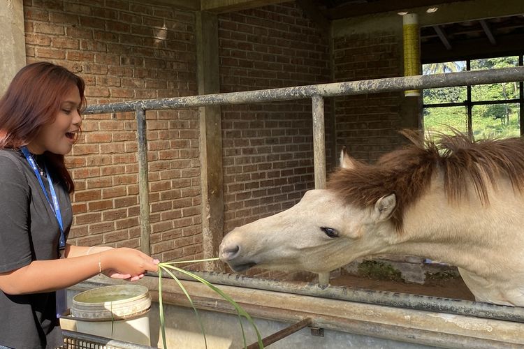 Kegiatan feeding hewan di Kuntum Farmfield