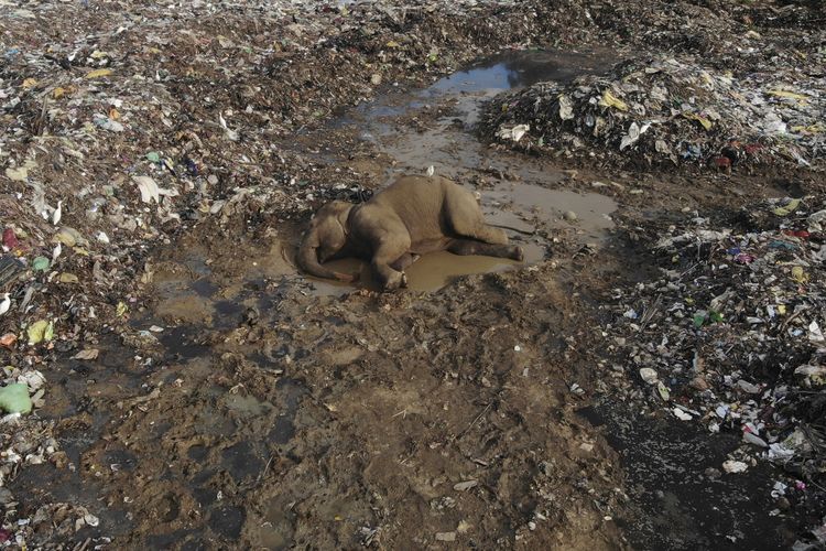 Tubuh gajah terbujur di tengah pembuangan sampah di Sri Lanka