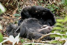 Seperti Manusia, Gorila Juga Berduka ketika Kawanannya Mati