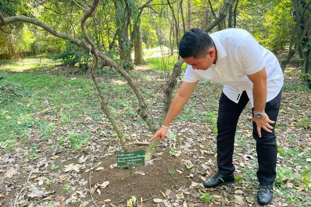 Kasat Narkoba Polresta Bogor Kota Kompol Agus Susanto saat melihat pohon Erythroxylum Novogranatense yang merupakan pohon sejenis koka bahan dasar narkotika Kokain.