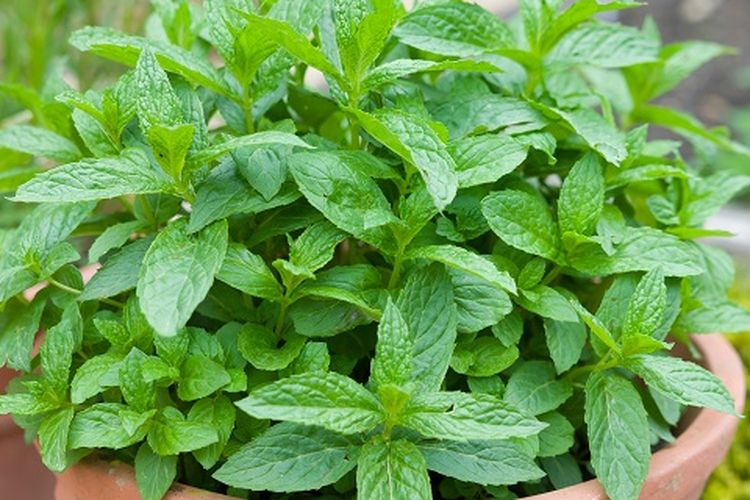 Ilustrasi tanaman mint.